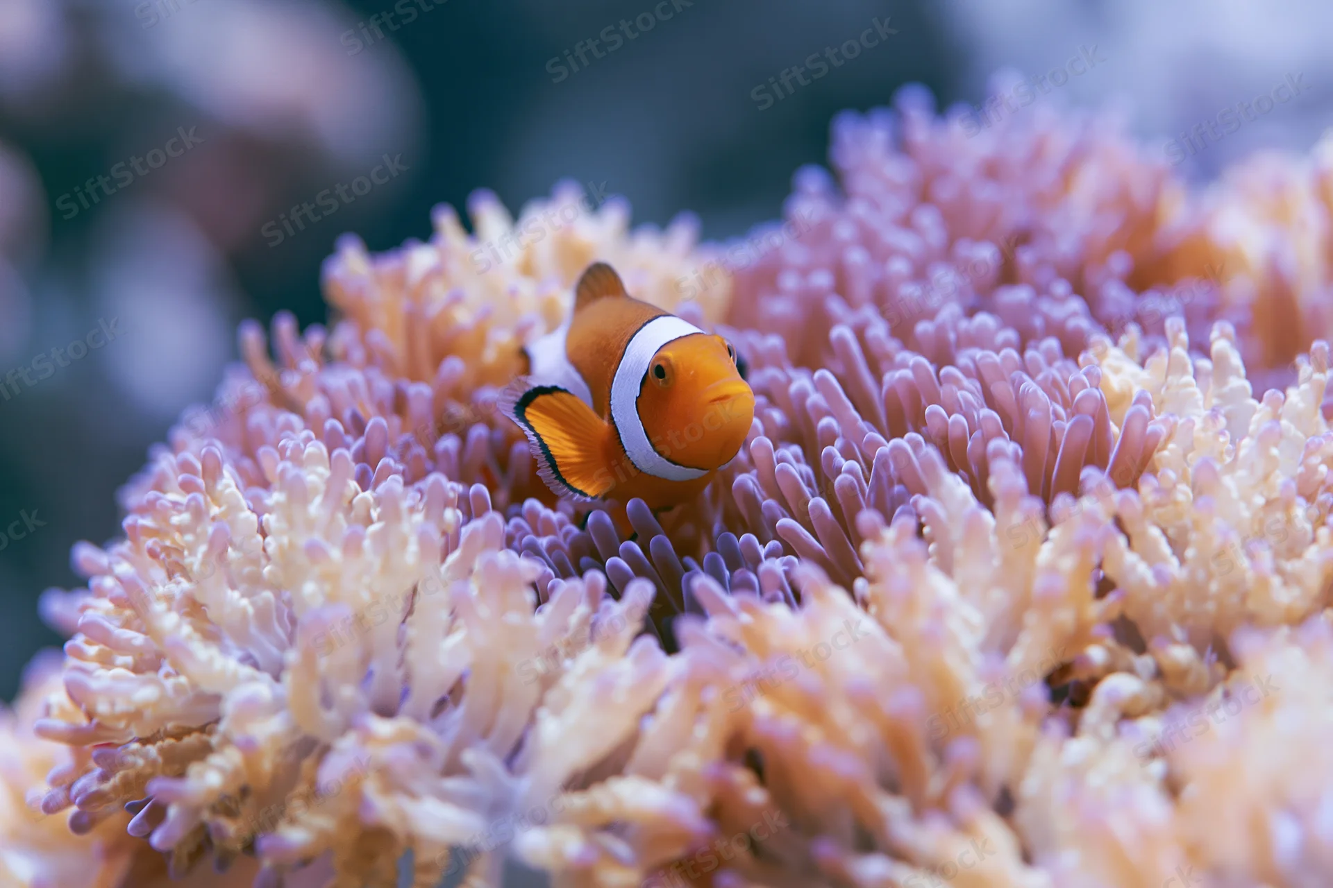 Clownfish hovering among sea anemone tentacles in a coral reef environment