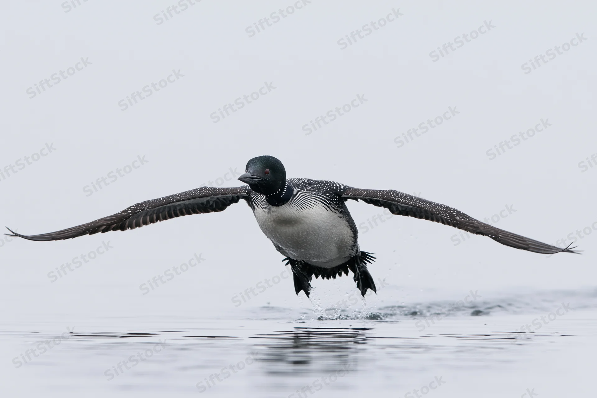 Common loon taking off from calm lake surface with wings spread