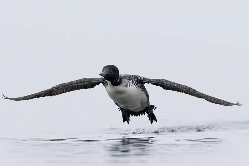 Common loon taking off from calm lake surface with wings spread