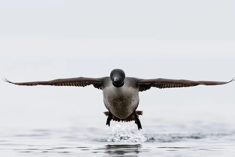 Loon taking off from calm lake surface with wings spread