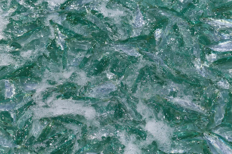 Dense school of small fish churning at ocean surface with foam and waves