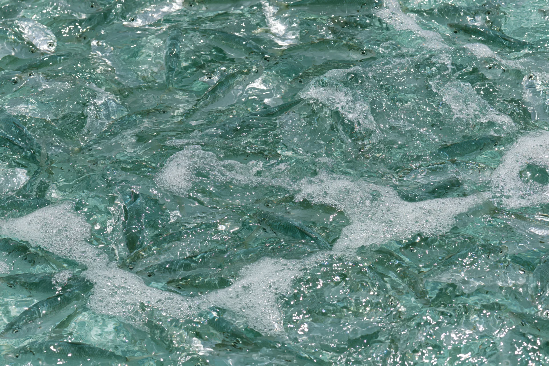 School of small fish swimming in turbulent water at surface with foam and ripples