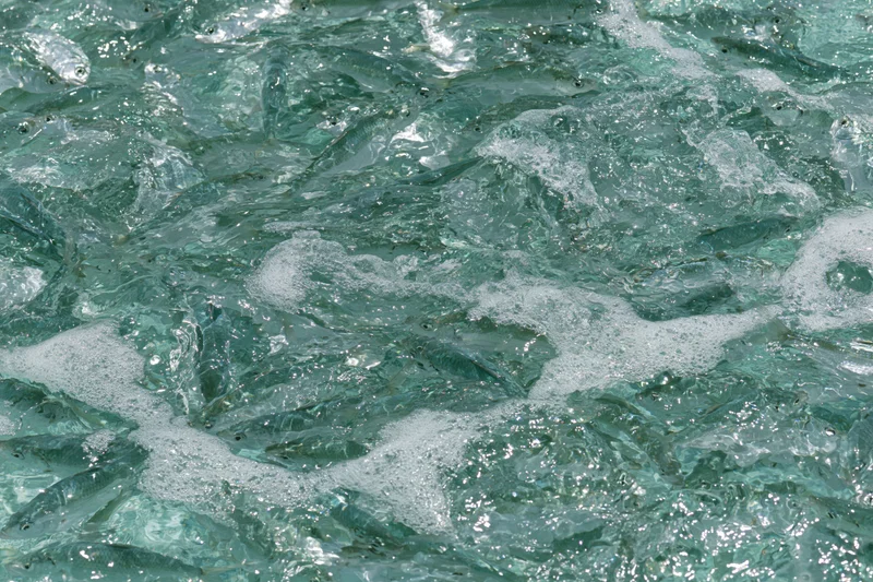 School of small fish swimming in turbulent water at surface with foam and ripples