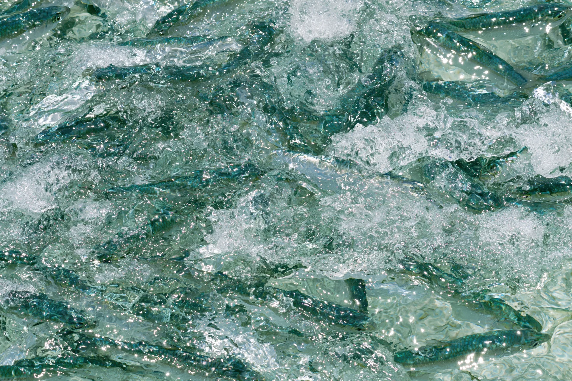 School of small fish churning at water surface in turbulent motion