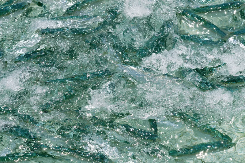 School of small fish churning at water surface in turbulent motion