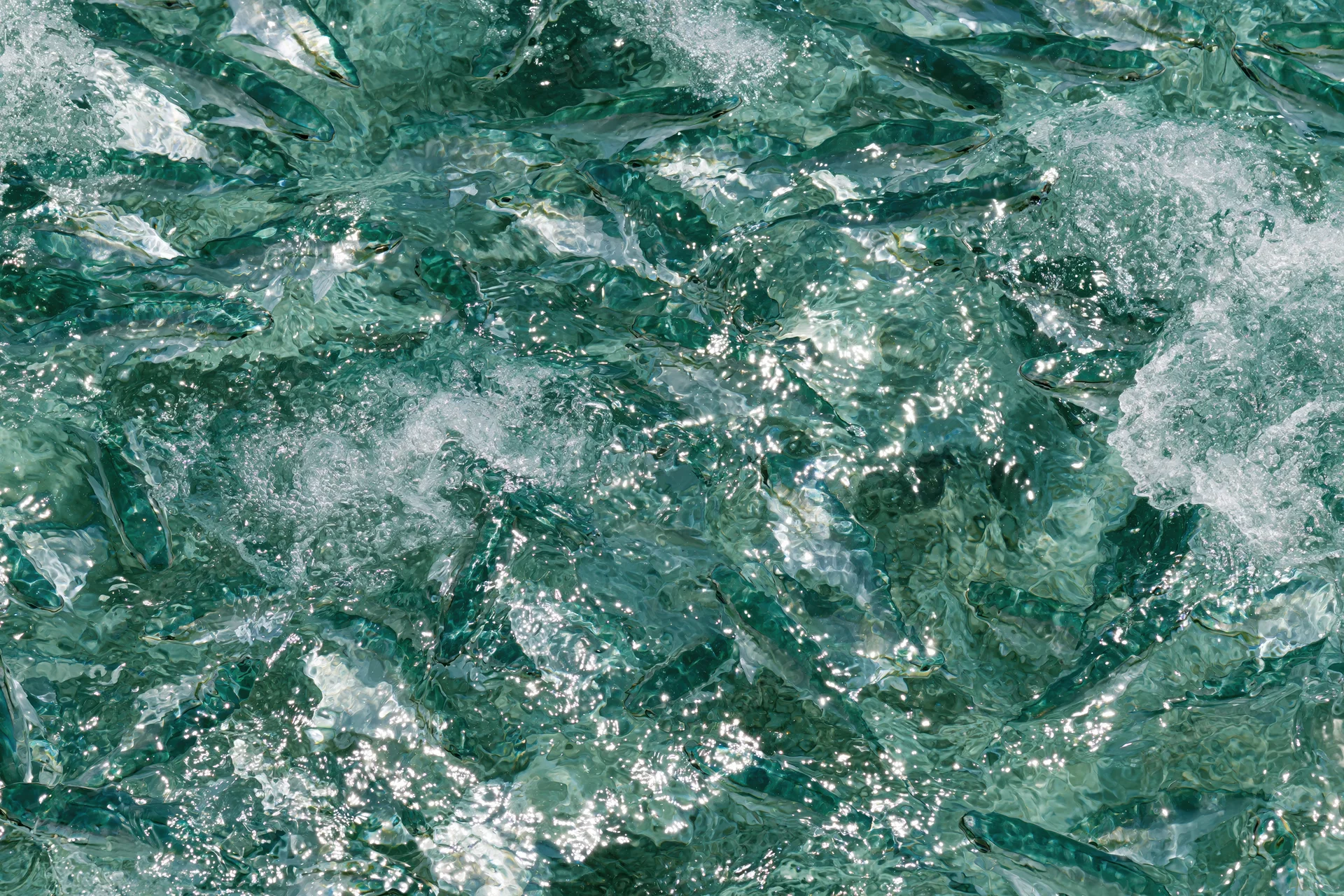 Dense school of small fish swimming in turbulent turquoise water at surface