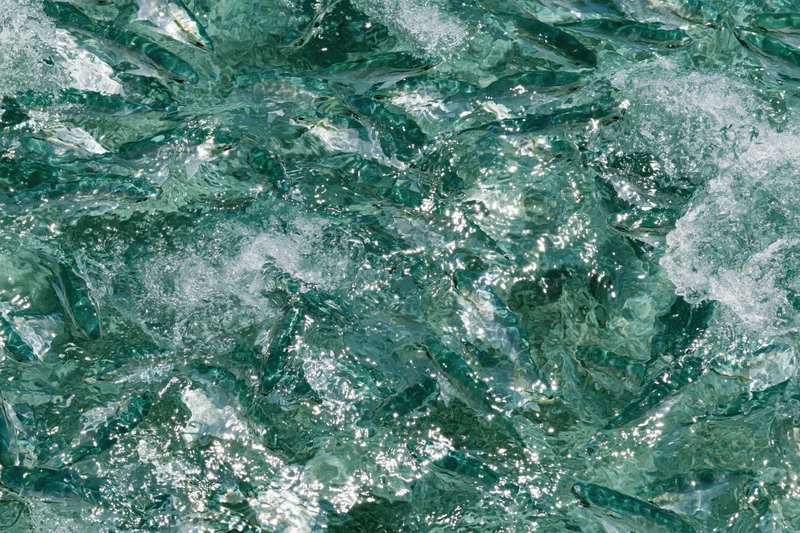 Dense school of small fish swimming in turbulent turquoise water at surface
