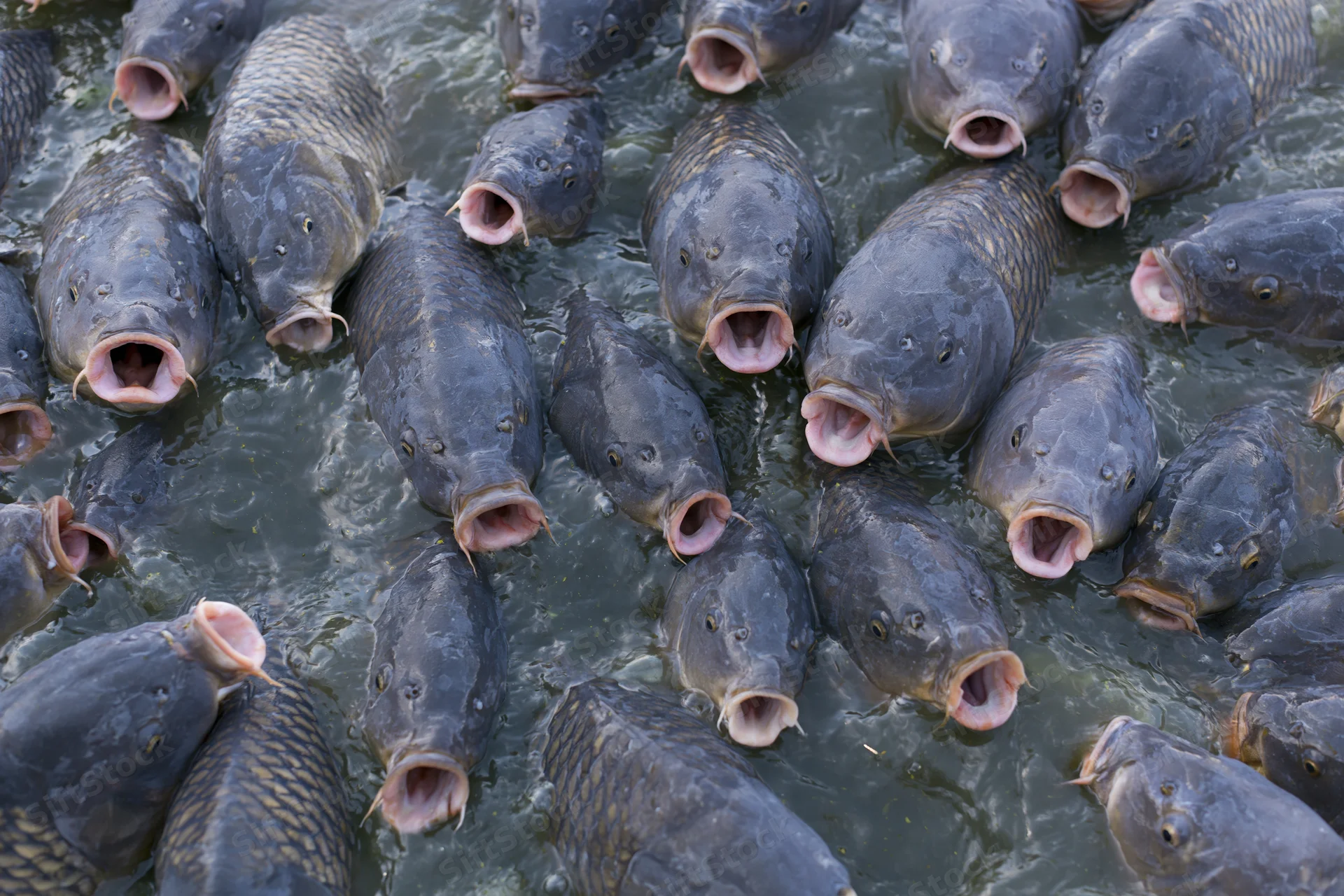School of large gray carp with open mouths crowding the water surface in a pond