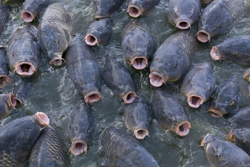 School of large gray carp with open mouths crowding the water surface in a pond