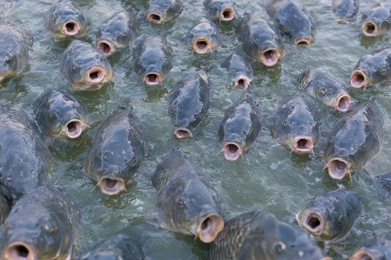 Large grey carp swimming in dense school at water surface in pond