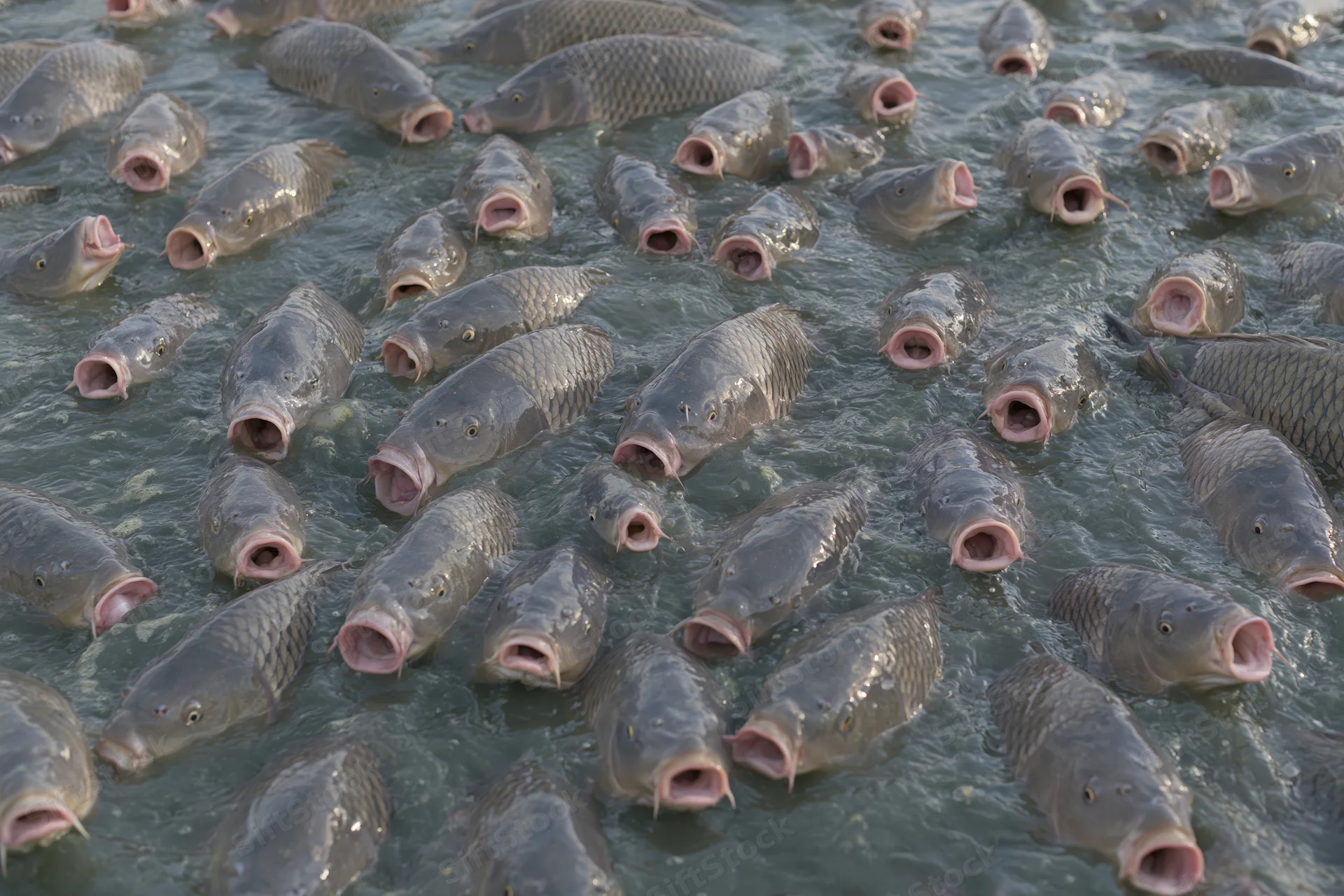 Large grey carp swimming densely at water surface in aquaculture pond
