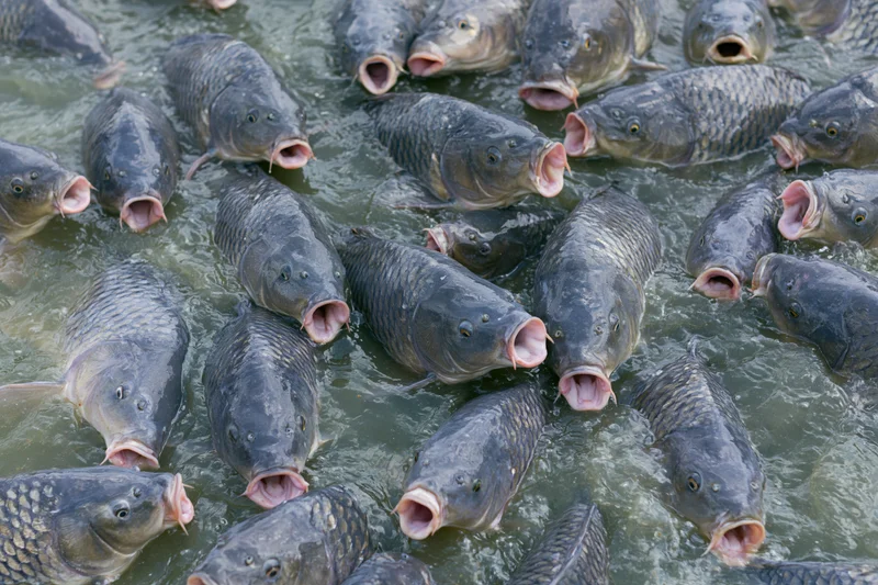 School of large gray carp with open mouths feeding at water surface in a pond