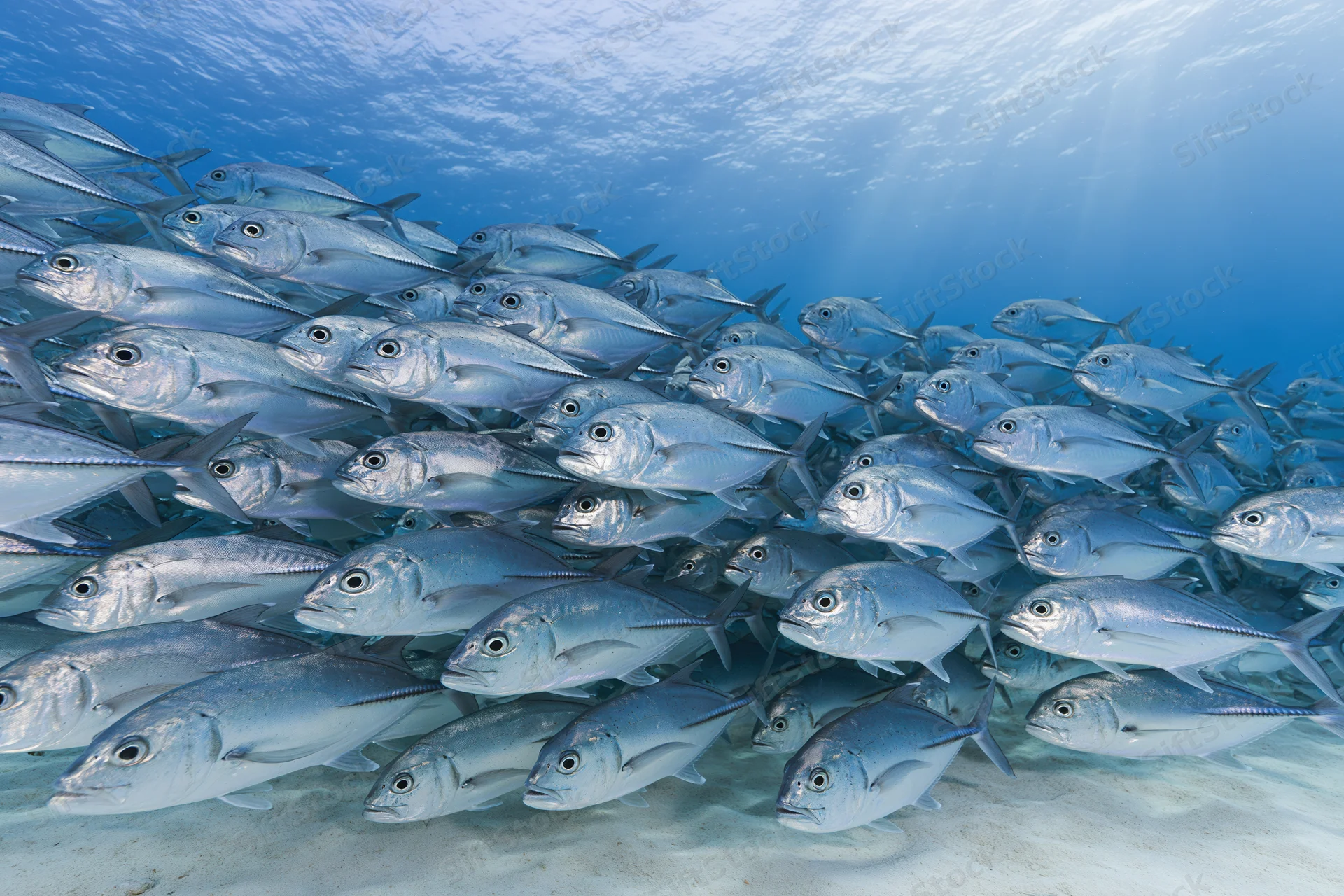 Dense school of silver jack fish swimming in tight formation underwater near sandy seabed