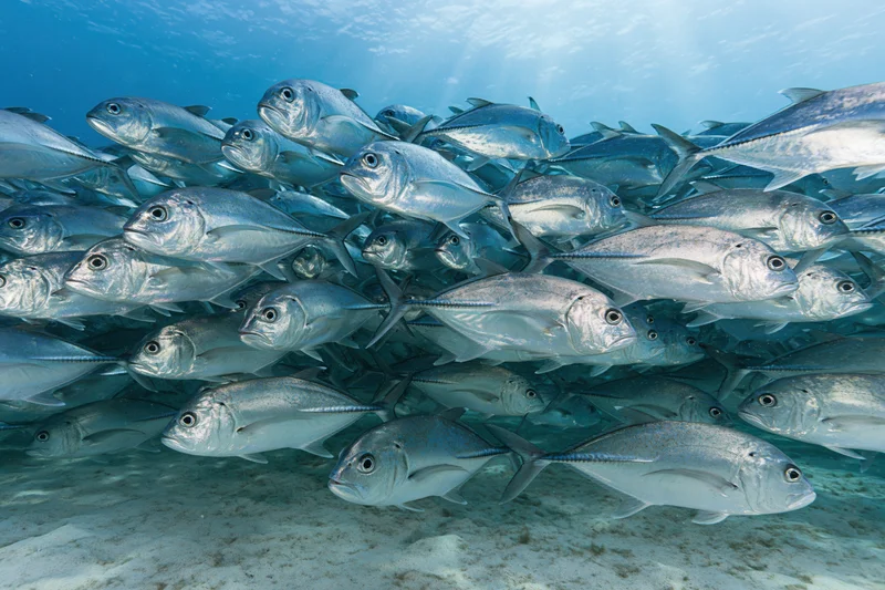 Dense school of silver jack fish swimming in tight formation underwater near sandy seabed