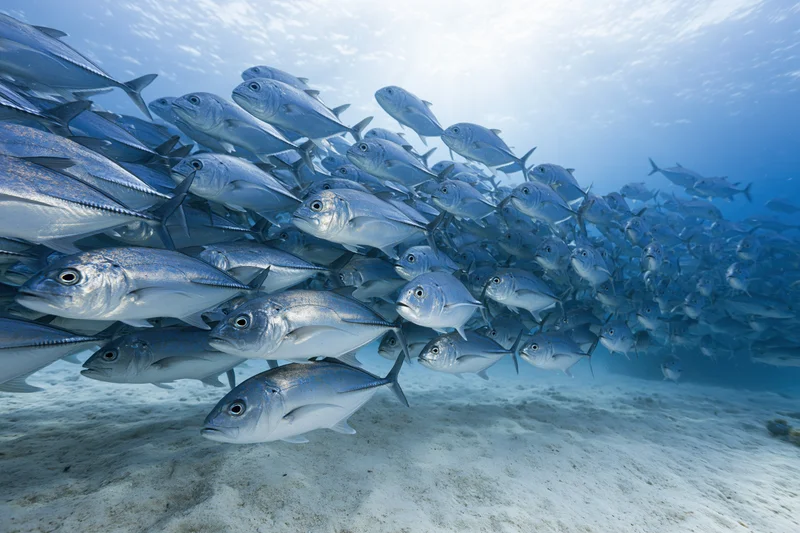 Dense school of silver jack fish swimming in tight formation underwater over sandy seabed