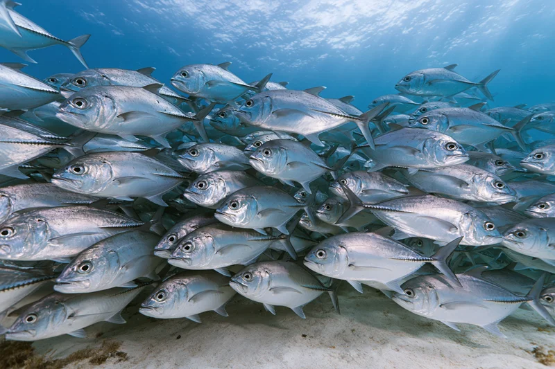 Dense school of silver jack fish swimming in tight formation underwater near sandy seabed