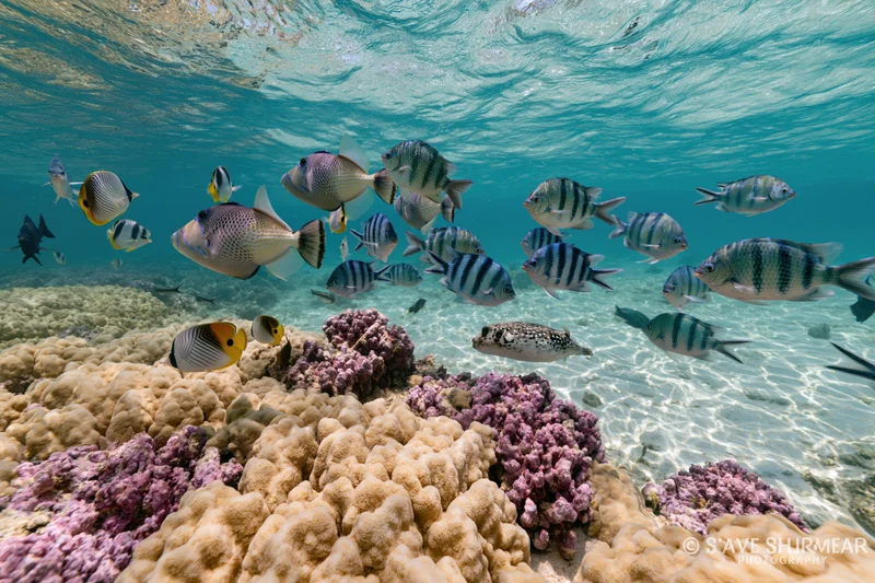 Diverse tropical fish swimming over coral reef in shallow ocean water