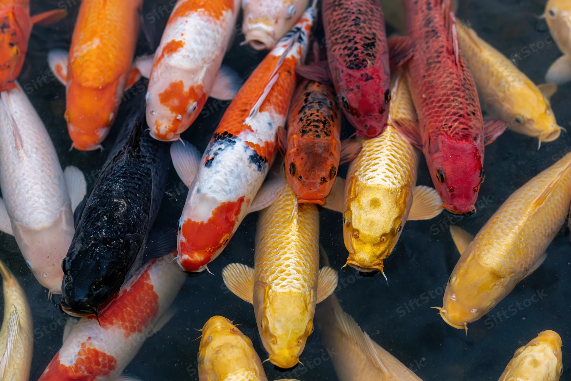 Koi fish swimming close to water surface in a pond viewed from above