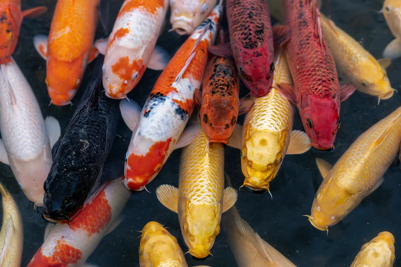 Koi fish swimming close to water surface in a pond viewed from above