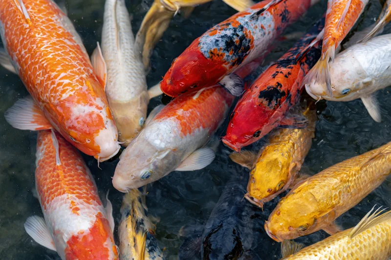 Koi fish swimming close together just below the water surface in a pond