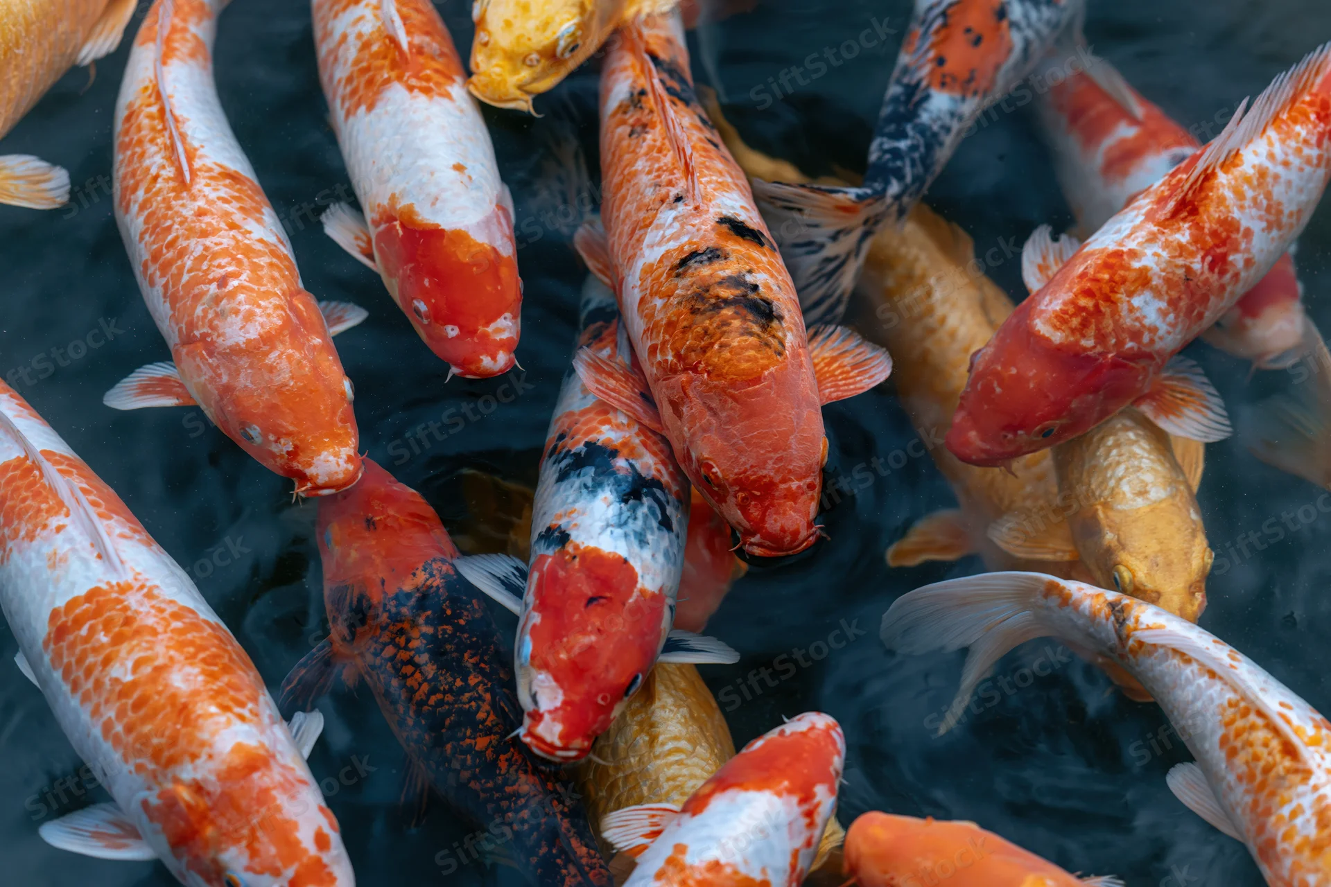 Koi fish swimming near water surface in a pond