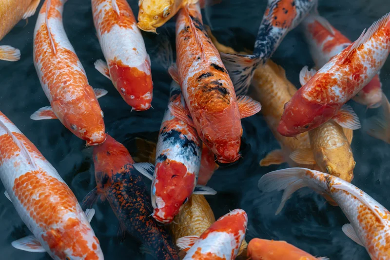 Koi fish swimming near water surface in a pond