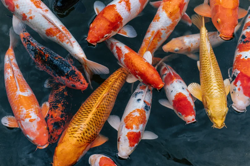Koi fish swimming near water surface in a pond