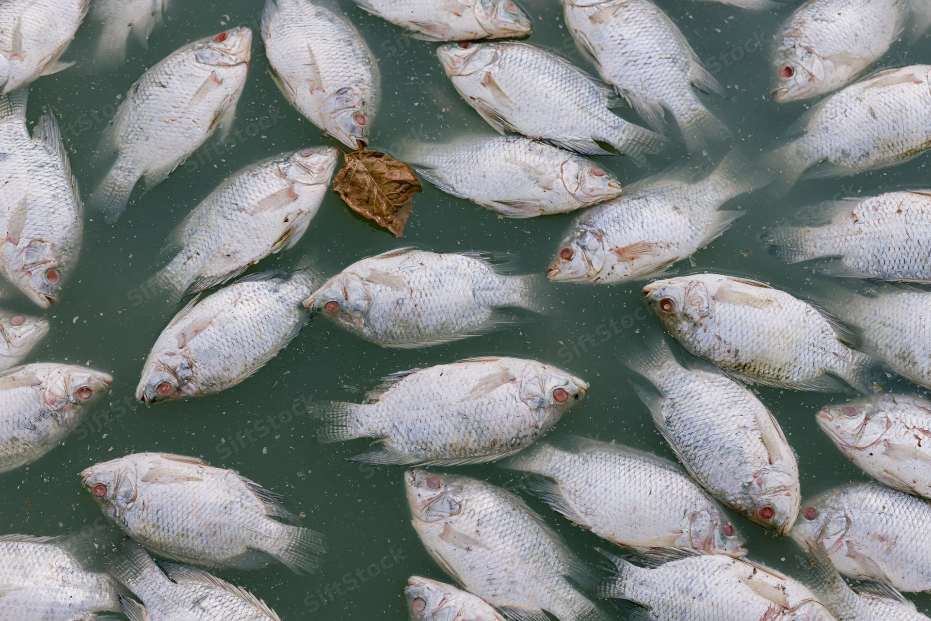 Dead tilapia floating belly-up on the surface of murky water