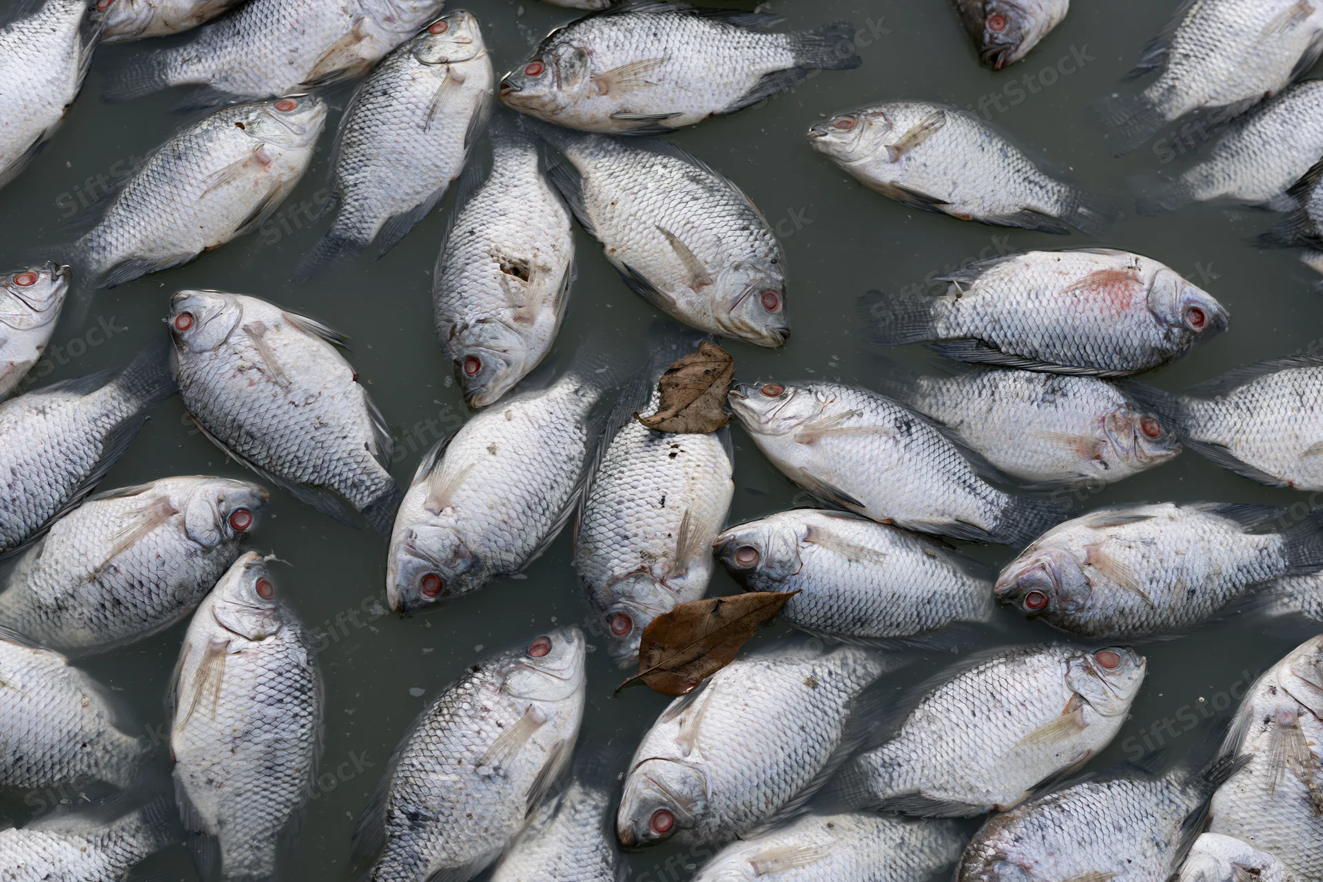 Dead tilapia floating belly-up on the surface of murky water
