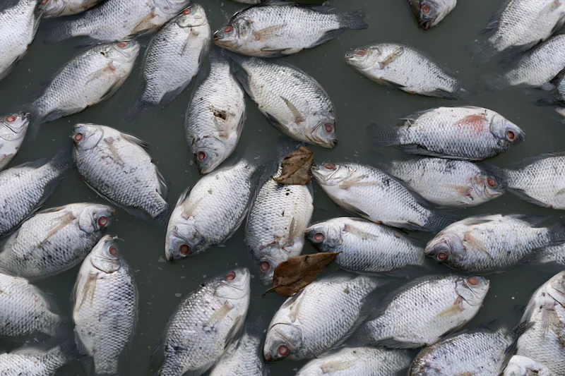 Dead tilapia floating belly-up on the surface of murky water