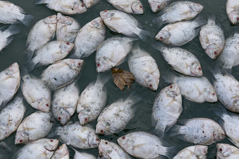 Dead tilapia floating belly-up on water surface