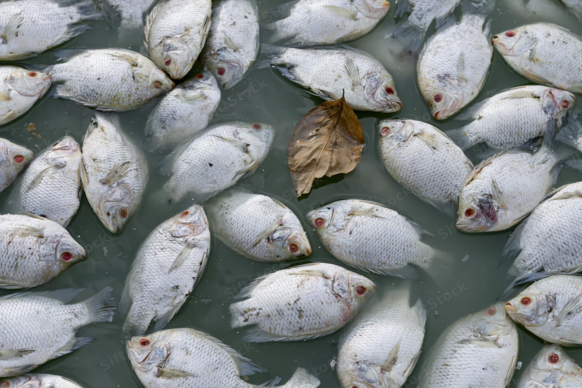 Dead tilapia floating belly-up on the surface of murky water with a single brown leaf among them