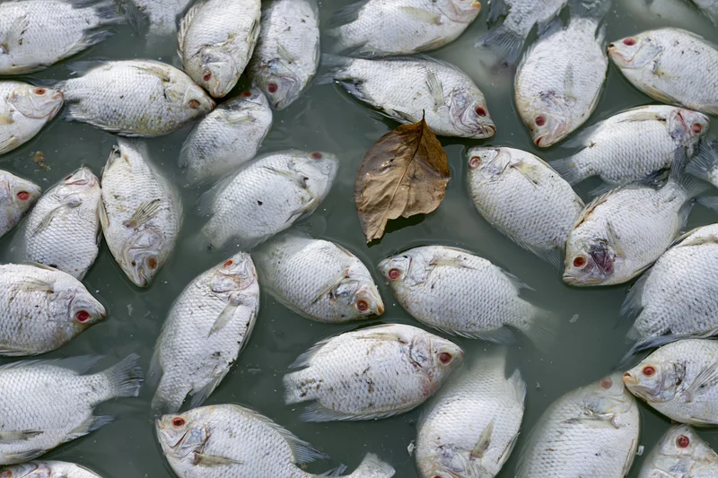 Dead tilapia floating belly-up on the surface of murky water with a single brown leaf among them