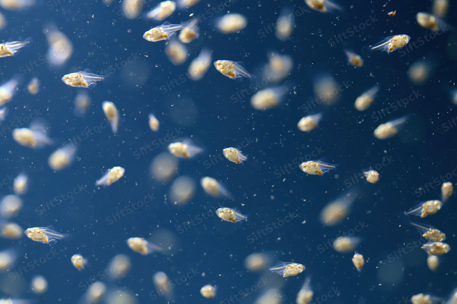 Transparent fish fry swimming in deep blue water at various depths