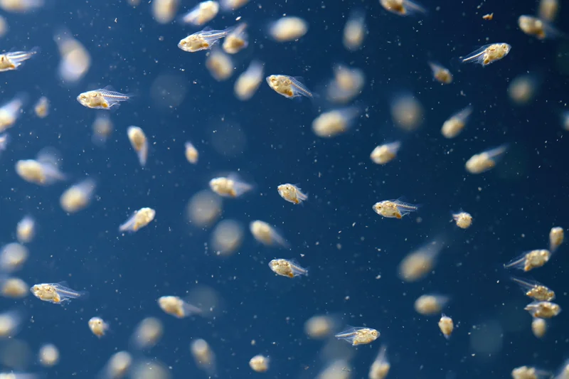 Transparent fish fry swimming in deep blue water at various depths
