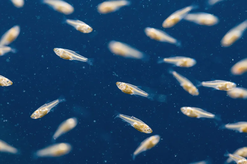 Transparent fish fry swimming in deep blue water