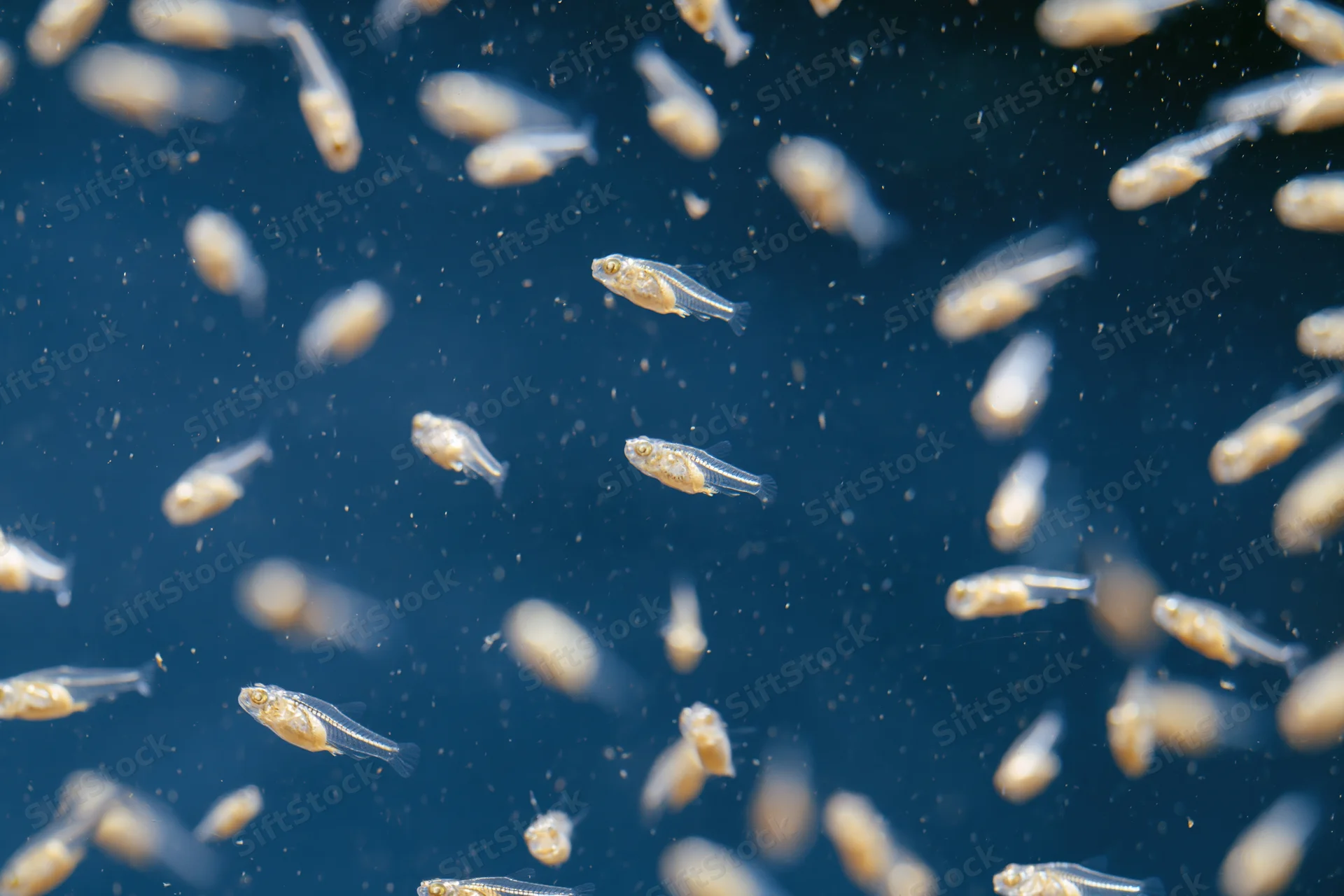 Transparent fish fry swimming in deep blue water at various depths
