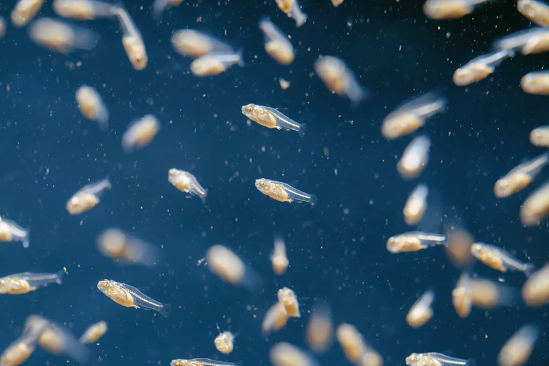 Transparent fish fry swimming in deep blue water at various depths