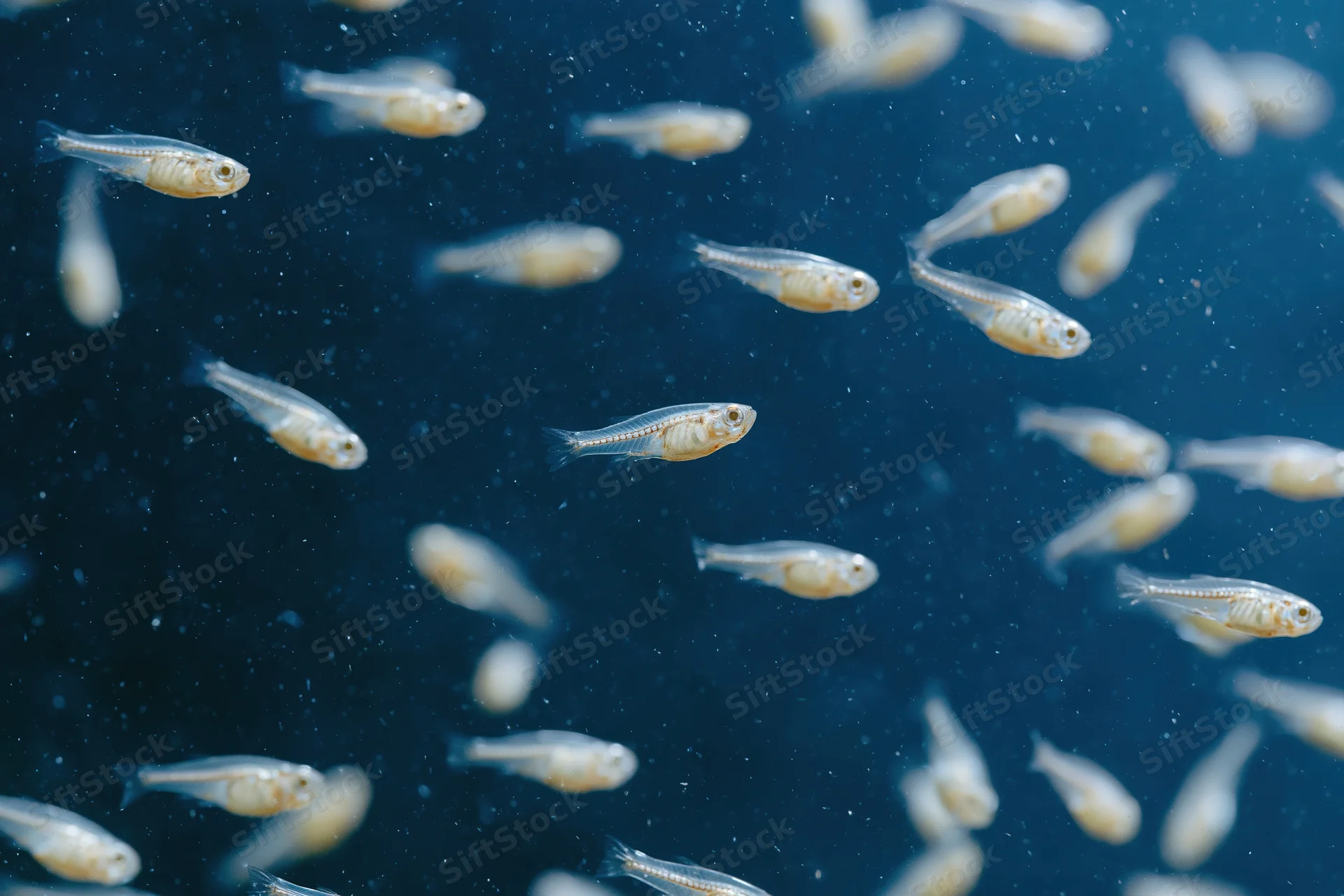 Transparent fish fry swimming in deep blue water at various depths