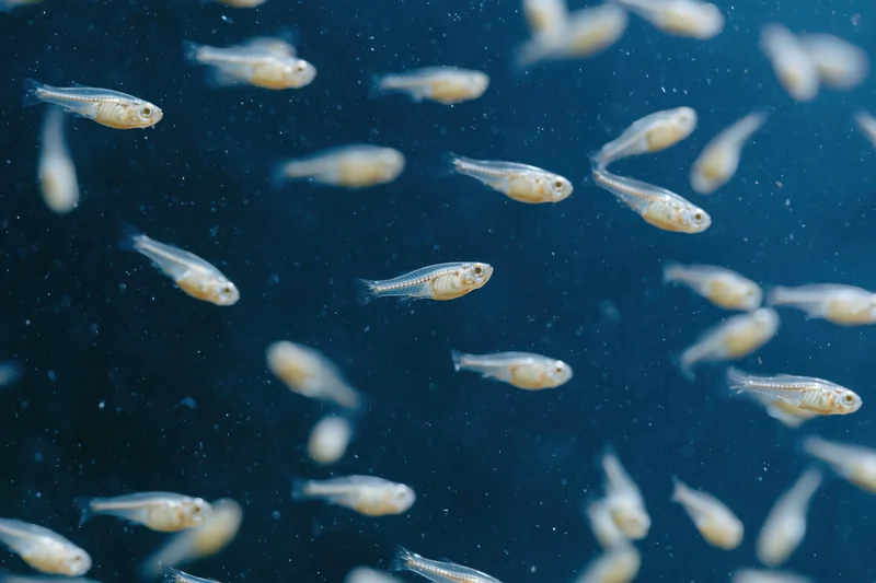 Transparent fish fry swimming in deep blue water at various depths