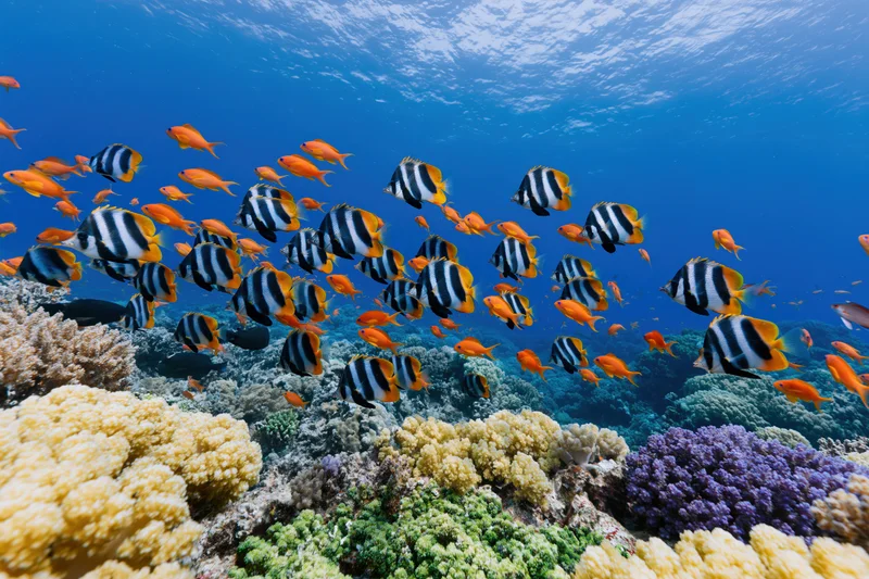 School of striped bannerfish and orange anthia swimming over colorful coral reef underwater