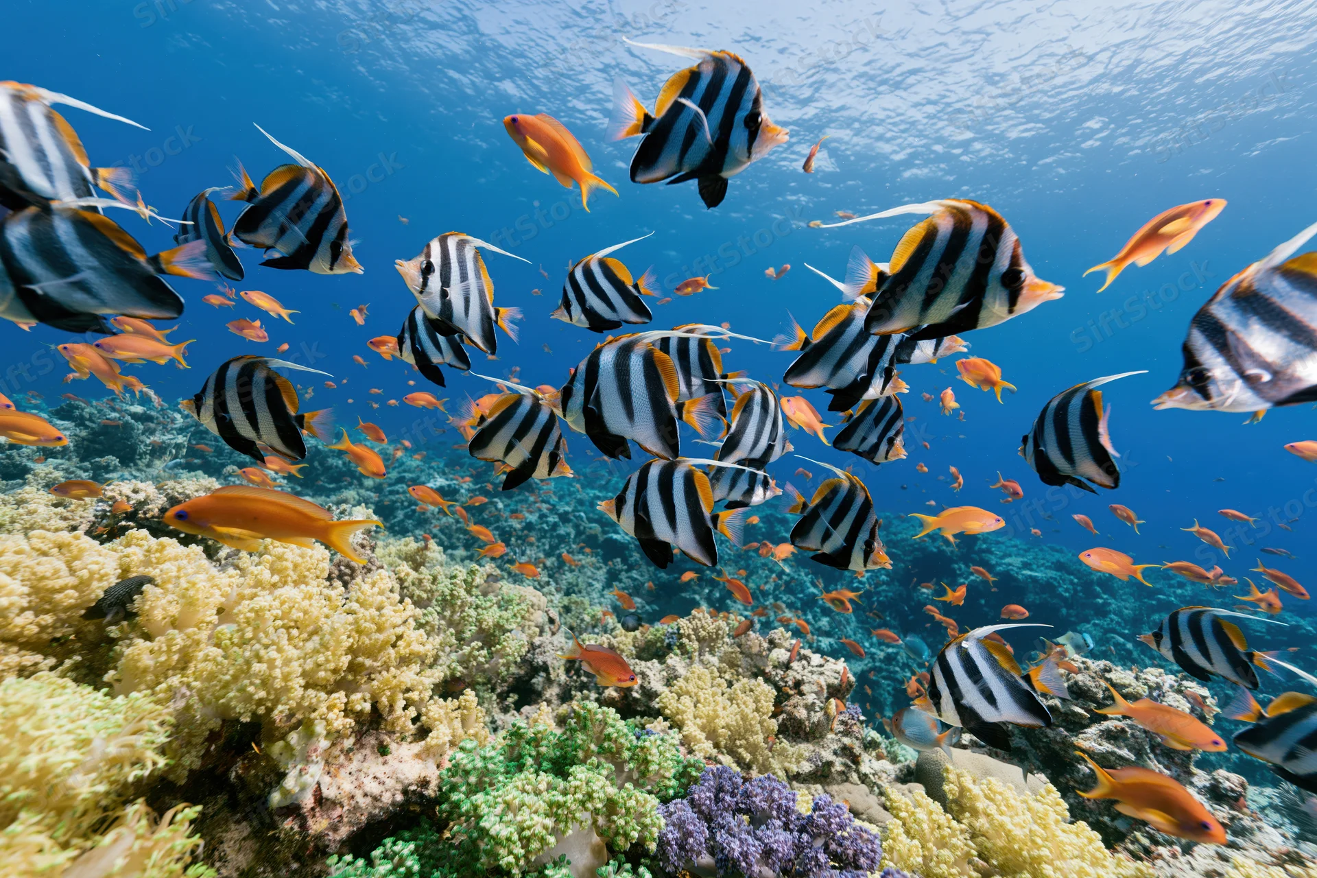 School of striped bannerfish and orange anthias swimming over colorful coral reef underwater