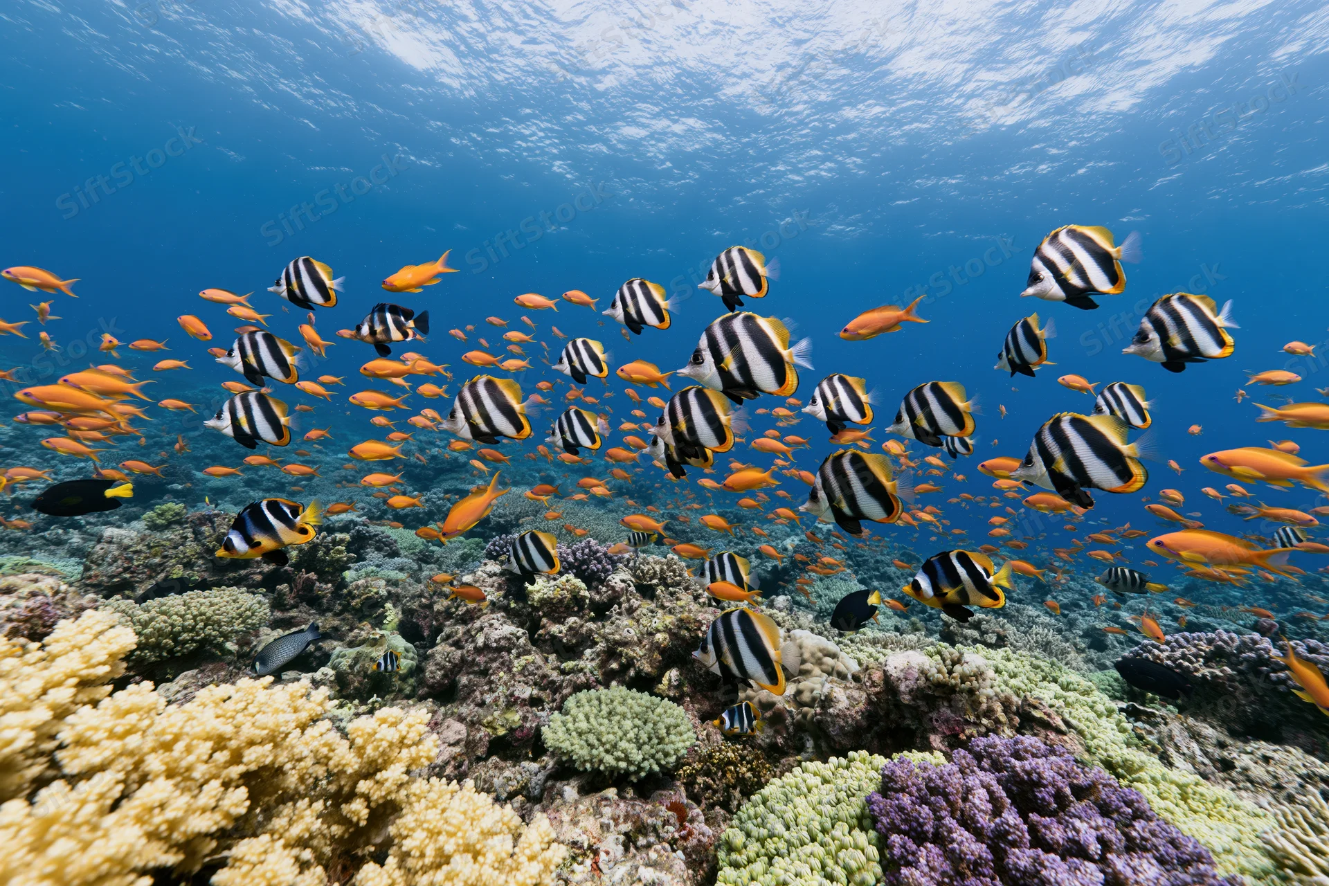 School of striped bannerfish and orange anthia swimming over colorful coral reef underwater