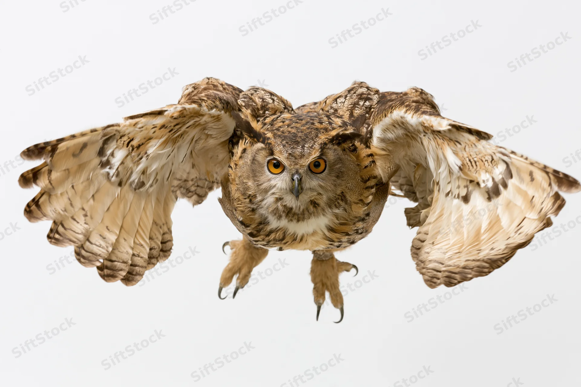 Eurasian eagle-owl in mid-flight with wings spread facing camera head-on isolated on white background