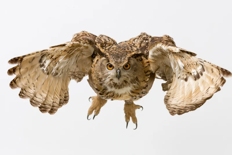 Eurasian eagle-owl in mid-flight with wings spread facing camera head-on isolated on white background