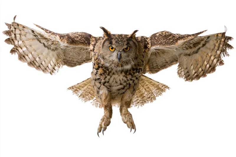 Eurasian eagle-owl in mid-flight facing camera with wings spread and talons extended against white background