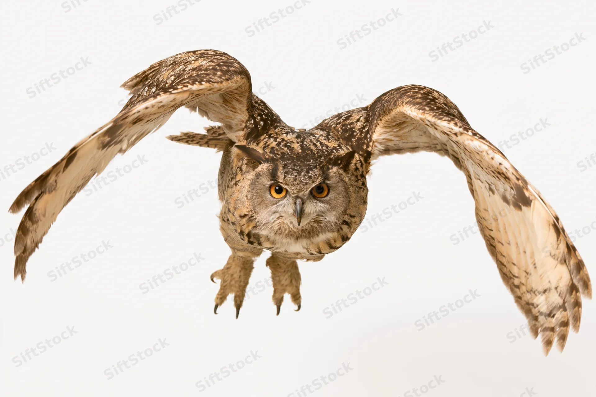 Eurasian eagle-owl in mid-flight with wings spread facing camera head-on against white background
