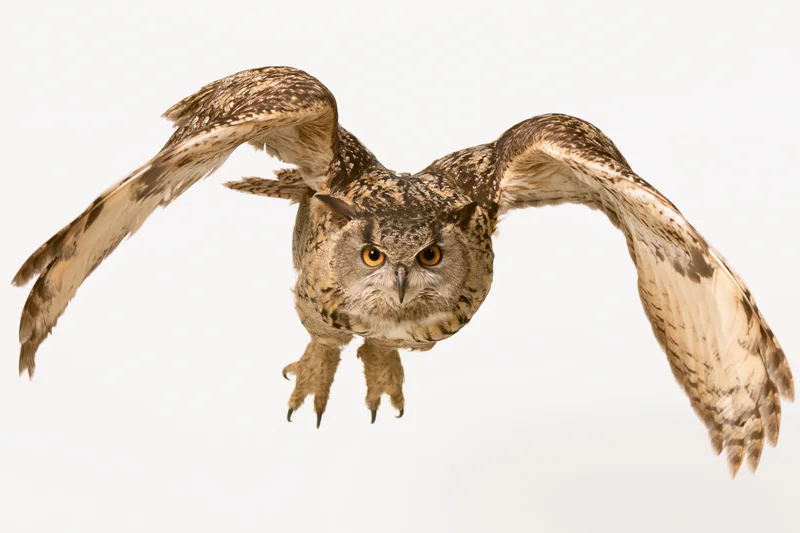 Eurasian eagle-owl in mid-flight with wings spread facing camera head-on against white background