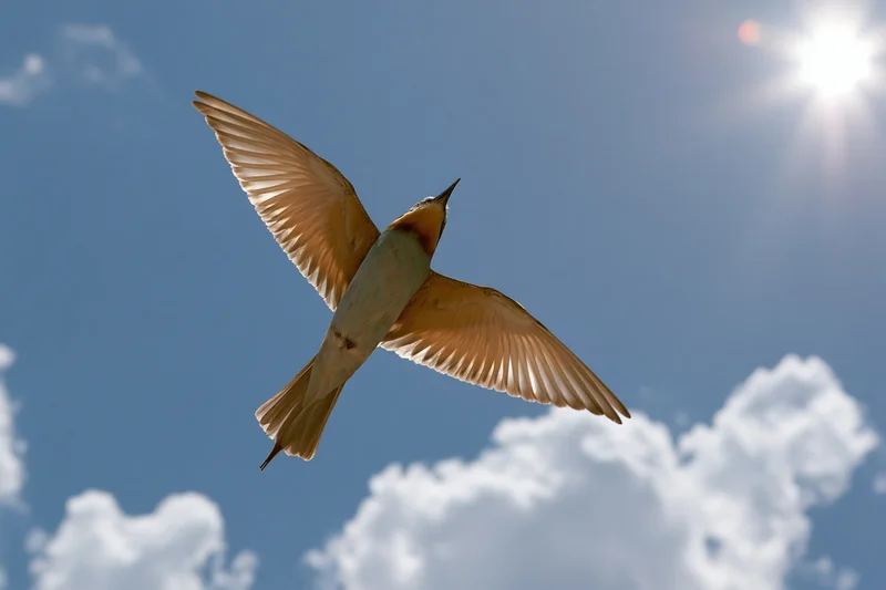 European bee-eater in mid-flight with wings fully spread against a bright blue sky with scattered clouds and sun shining