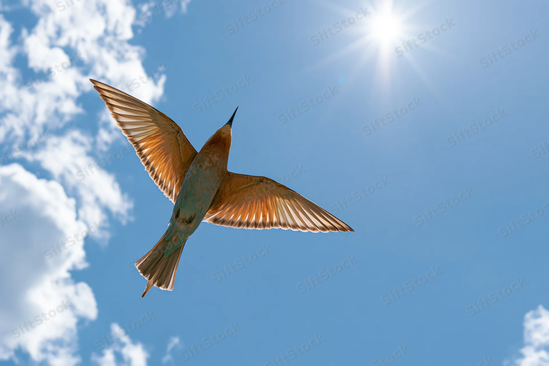 Europeanbeeater in mid-flight with wings fully spread against a bright blue sky with scattered clouds and sun shining above